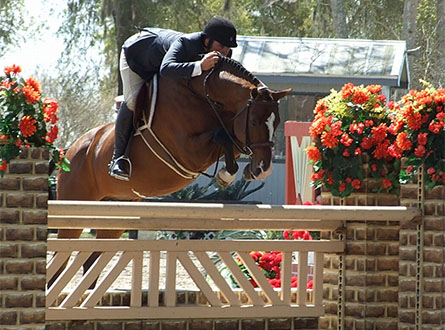 Hanoverian Stallion Cabardino - W. Charlot Farm